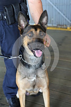 NYPD counter terrorism bureau K-9 dog providing security in New York