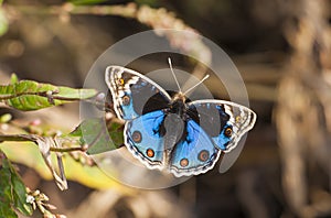 Nyphalidae (Junonia orithya)