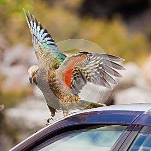 NZ alpine parrot Kea trying to vandalize a car photo