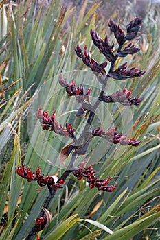 NZ flax photo