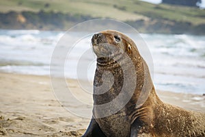 NZ Fur Seals sunning themselves on Catlins beach