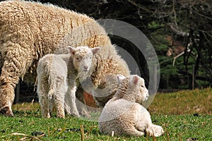 NZ Lambing season