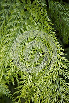 NZ native fern.
