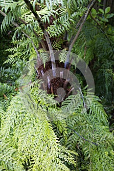 NZ native fern.