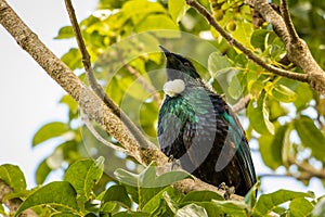 NZ Tui, Native Bird, Brilliant Colors With White Neck Feathers