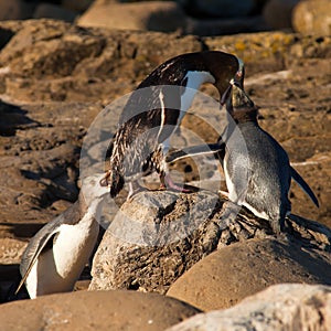 NZ Yellow-eyed Penguins or Hoiho feeding the young