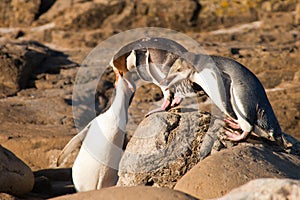 NZ Yellow-eyed Penguins or Hoiho feeding the young