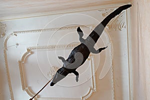 NÃ®mes emblem crocodile representing Eygpt in hanging from the ceiling of the staircase of the city hall of Nimes in France