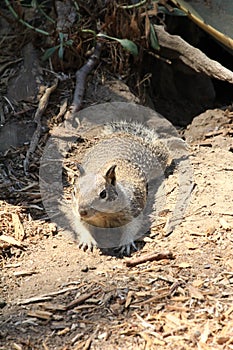 O.beecheyi ground squirrel