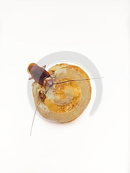 O cockroach crawling on fried bread on isolated white background, cockroach sitting on bread, cockroach eatting my food