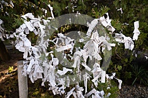 O-mikuji with bad fortune in Gotokuji Temple, is a Buddhist temple, Tokyo, Japan. O-mikuji are random fortunes written on strips