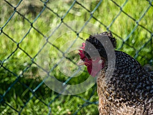 free-range chicken with grey feathers and white spots living on a farm