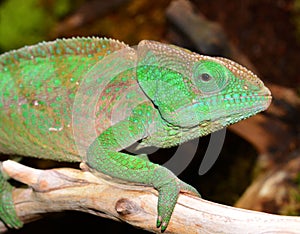 O'Shaughnessy Chameleon