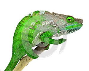 O'Shaughnessy Chameleon