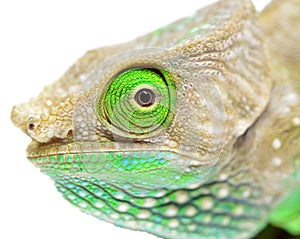 O'Shaughnessy Chameleon