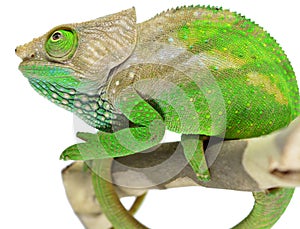 O'Shaughnessy Chameleon