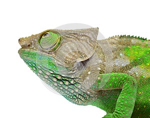 O'Shaughnessy Chameleon