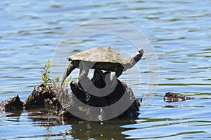 Oachita map turtle on a log