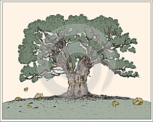 Oak