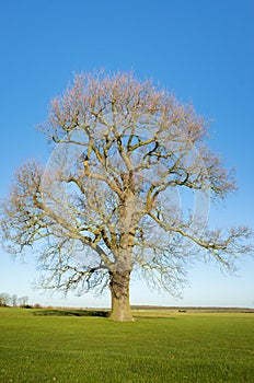 Oak