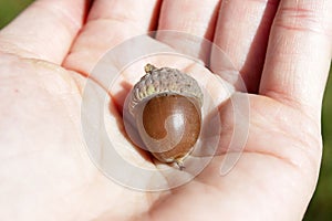 An oak acorn in hand