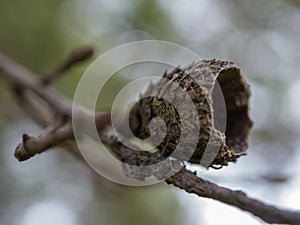 Oak Acorn Shell in Winter still on tree