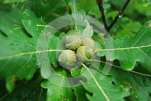Oak acorns