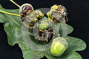 Oak acorns chemically distorted by the eggs of a parasitic gall wasp the normally smooth green acorn warped into a shape similar