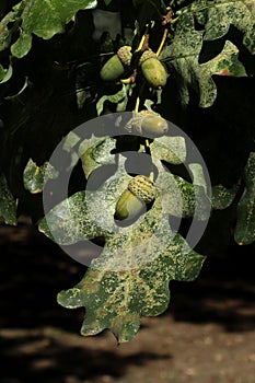 Oak acorns and leaves