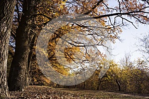 Oak alley in autumn