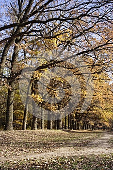 Oak alley in autumn