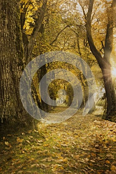 Oak alley with autumn leaves, sun rays