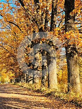 Oak alley in autumn park on a sunny day, fall season