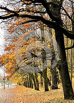 Oak alley with autumn yellow foliage on a cloudy foggy day in Riga