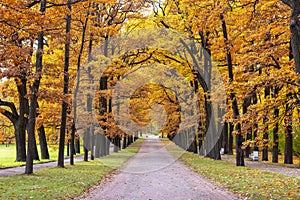 Oak alley in Catherine park in autumn, Tsarskoe Selo Pushkin, St. Petersburg, Russia