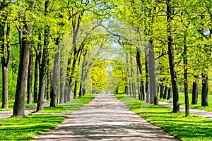 Oak alley in Catherine park in spring, Tsarskoe Selo Pushkin, St. Petersburg, Russia