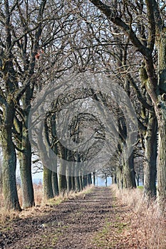 oak alley leading to the village of East Prussia photo