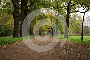 Oak alley in park in early autumn