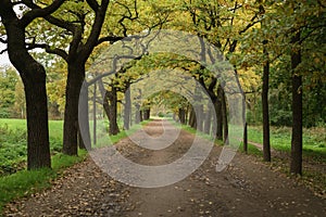 Oak alley in park in early autumn