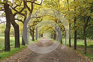 Oak alley in park in early autumn