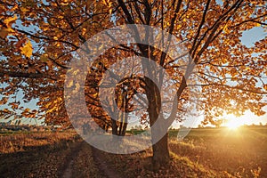 Oak alley and road stretching into the autumn at sunset