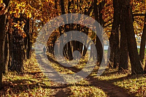 Oak alley and road stretching into the autumn at sunset. Man walking along the alley.