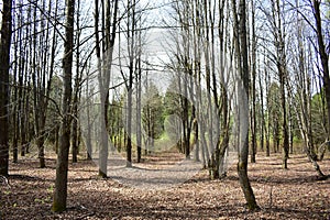 Oak alleys. Mixed forest area. Coniferous and deciduous trees. It\'s a sunny day.