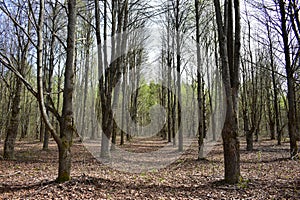 Oak alleys. Mixed forest area. Coniferous and deciduous trees. It\'s a sunny day