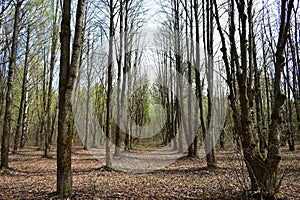 Oak alleys. Mixed forest area. Coniferous and deciduous trees. It s a sunny day