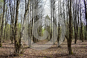 Oak alleys. Mixed forest area. Coniferous and deciduous trees. It s a sunny day