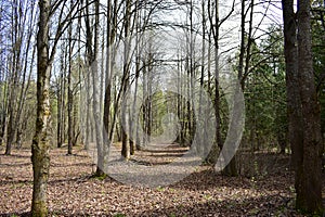 Oak alleys. Mixed forest area. Coniferous and deciduous trees. It s a sunny day