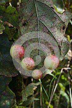 Oak Apple Gall