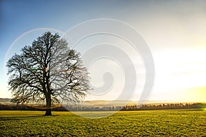 Oak in autumn with blue sky