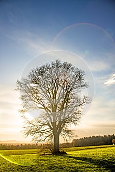 Oak in autumn with blue sky